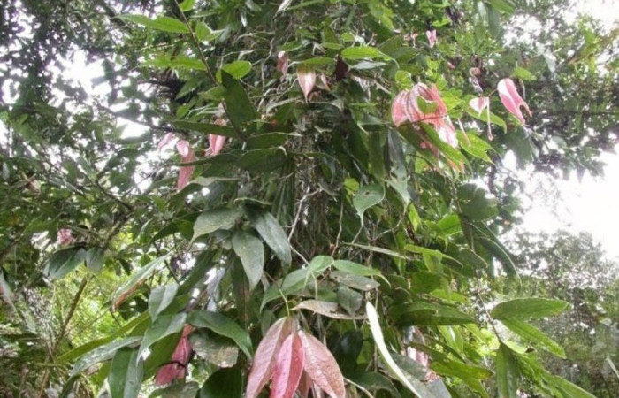   Planta hospedera de <i>Satyria panurensis</i> (Ericaceae), planta ho spedera de <i>Potamanaxas confusa</i> (Hesperiidae). Tomado de PlantNet, Área de Conservación Guanacaste, Costa Rica.
