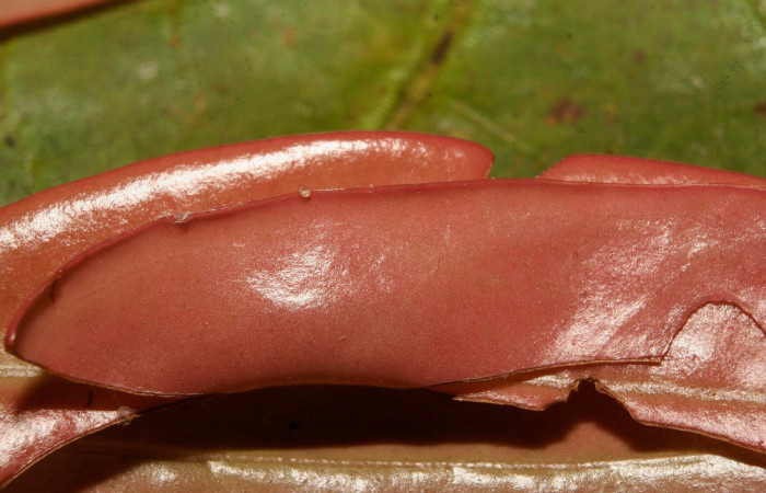  Casita de <i>Potamanaxas confusa</i> (Hesperiidae), PPU estadio. Sector Pitilla, Bullas. Voucher 14-SRNP-70705-DHJ722507.jpg.