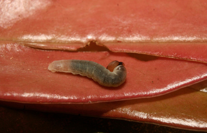  Larva en posición lateral de <i>Potamanaxas confusa</i> (Hesperiidae), PPU estadio. Sector Pitilla, Bullas. Voucher 14-SRNP-70705-DHJ722513.jpg.