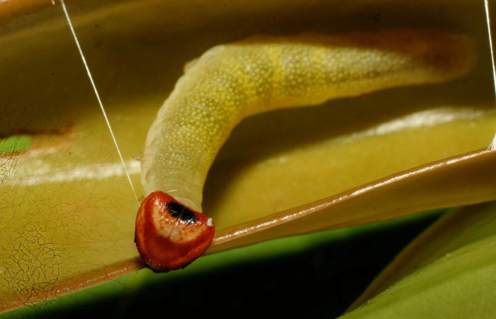  Larva en posición dorsal de <i>Potamanaxas confusa</i> (Hesperiidae), U estadio. Sector Pitilla, Medrano Voucher 09-SRNP-71252-DHJ461082.jpg.