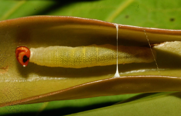  Larva en posición dorsal de <i>Potamanaxas confusa</i> (Hesperiidae), U estadio. Sector Pitilla, Medrano Voucher 09-SRNP-71252-DHJ461079.jpg.