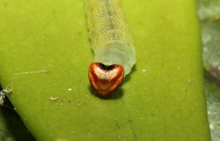  Cabeza en posición frontal de <i>Potamanaxas confusa</i> (Hesperiidae), U estadio. Sector Pitilla, Bullas. Voucher 14-SRNP-70705-DHJ722665.jpg.