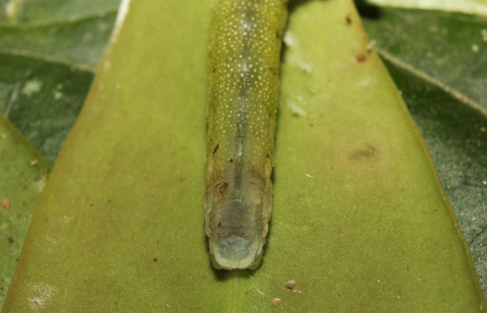 Cabeza en posición dorsal de <i>Potamanaxas confusa</i> (Hesperiidae), U estadio. Sector Pitilla, Bullas. Voucher 14-SRNP-70705-DHJ722662.jpg.