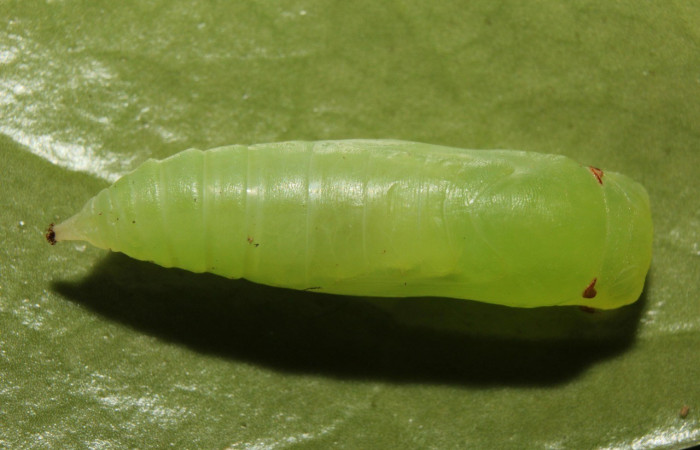  Pupa en posición dorsal de <i>Potamanaxas confusa</i> (Hesperiidae),. Sector Pitilla, Bullas. Voucher 14-SRNP-70705-DHJ722755.jpg.