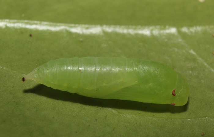  Pupa en posición lateral de <i>Potamanaxas confusa</i> (Hesperiidae),. Sector Pitilla, Bullas. Voucher 14-SRNP-70705-DHJ722754.jpg.