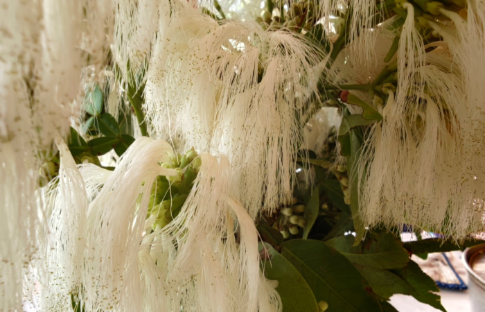 Fig. 10 Planta <i>Pithecellobium furcatum</i> (Fabaceae). La Garita, La Cruz, 328.m. Fot.Lucia R.