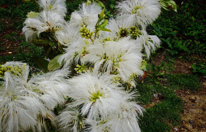Fig. 13 Planta <i>Pithecellobium furcatum</i> (Fabaceae). La Garita, La Cruz, 328.m. Fot.Lucia R.
