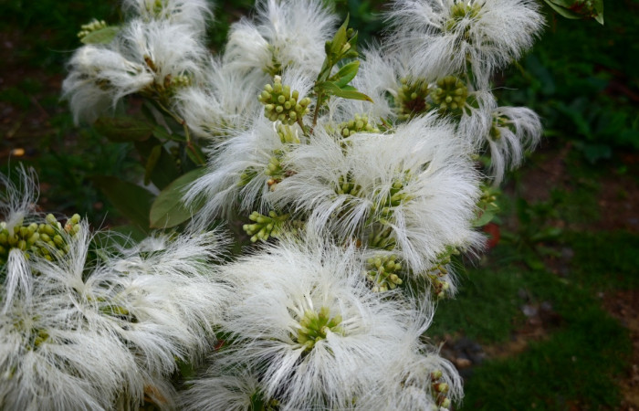 Fig. 16 Planta <i>Pithecellobium furcatum</i> (Fabaceae). La Garita, La Cruz, 328.m. Fot.Lucia R.