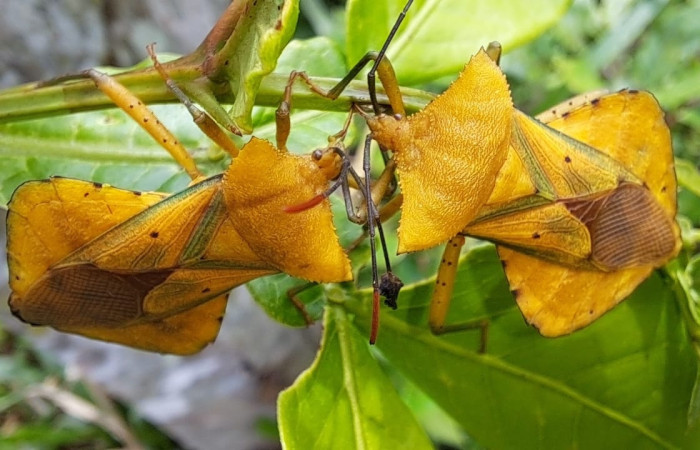 Fig. 1 Adulto <i>Mozana lutea</i> (Coreidae), vista dorsal. Finca Los Inocentes, Sector el Hacha, 275.m.