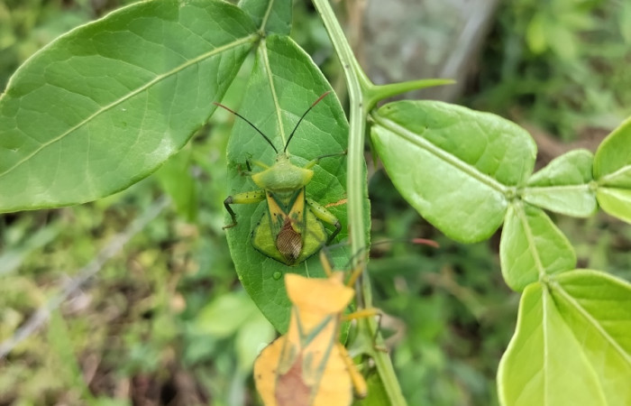 Fig. 2 Adulto <i>Mozana lutea</i> (Coreidae), vista dorsal. Finca Los Inocentes, Sector el Hacha, 275.m.