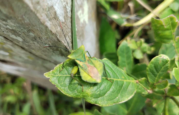 Fig. 3 Adulto <i>Mozana lutea</i> (Coreidae), vista dorsal. Finca Los Inocentes, Sector el Hacha, 275.m.
