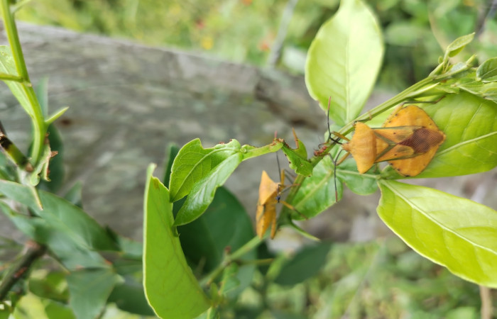 Fig. 4 Adulto <i>Mozana lutea</i> (Coreidae), vista dorsal. Finca Los Inocentes, Sector el Hacha, 275.m.
