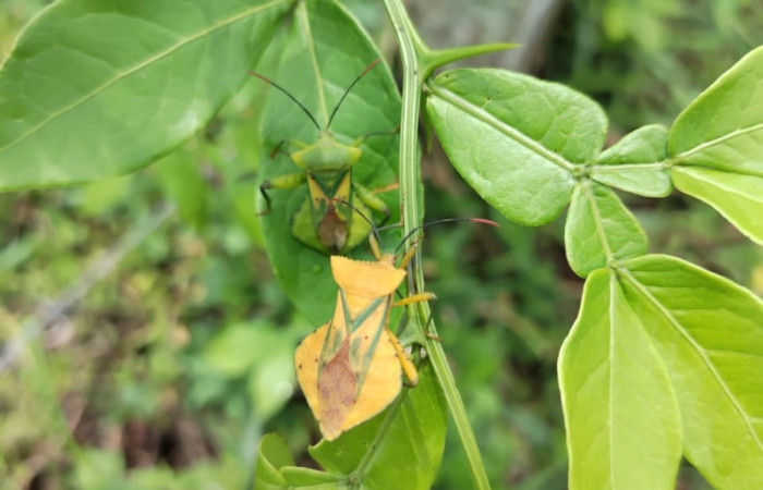 Fig. 5 Adulto <i>Mozana lutea</i> (Coreidae), vista dorsal. Finca Los Inocentes, Sector el Hacha, 275.m.