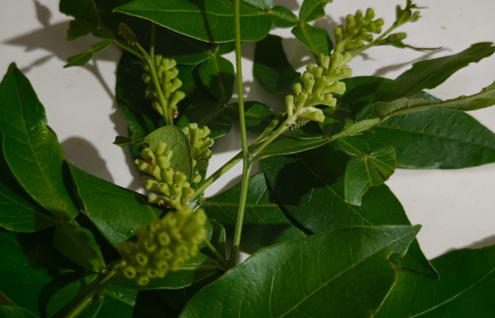 Fig. 6 Adulto <i>Mozana lutea</i> (Coreidae), vista dorsal. Finca Los Inocentes, Sector el Hacha, 275.m.
