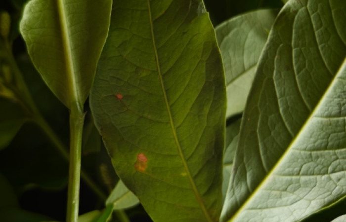 (Fig. 7) Planta <i>Pithecellobium furcatum</i> (Fabaceae). Finca Los Inocentes, Sector el Hacha, 275.m., Area de Conservación Guanacaste, (ACG).