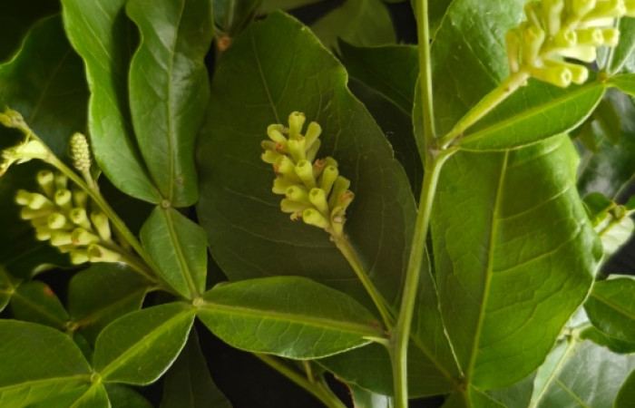 (Fig. 8) Planta <i>Pithecellobium furcatum</i> (Fabaceae). Finca Los Inocentes, Sector el Hacha, 275.m., Area de Conservación Guanacaste, (ACG).