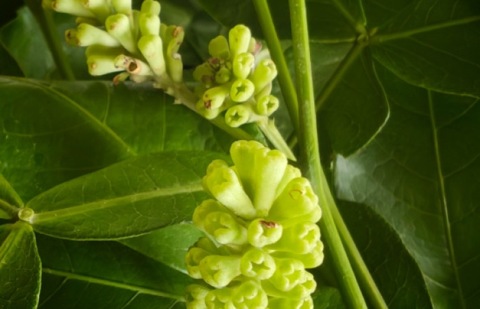 (Fig. 9) Planta <i>Pithecellobium furcatum</i> (Fabaceae). Finca Los Inocentes, Sector el Hacha, 275.m., Area de Conservación Guanacaste, (ACG).