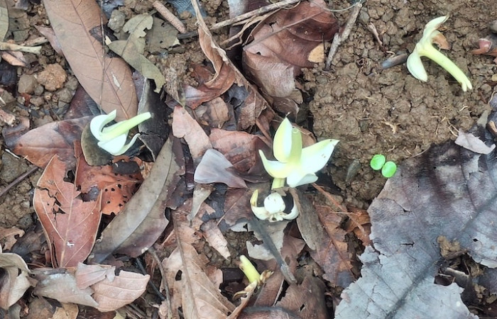 Fig. 10 Flores en la hojarasca <i>Alibertia edulis</i>, (Rubiaceae), Sector el Hacha, Agua Buena, Foto 9 Junio 2026, Elieth Cantillano.