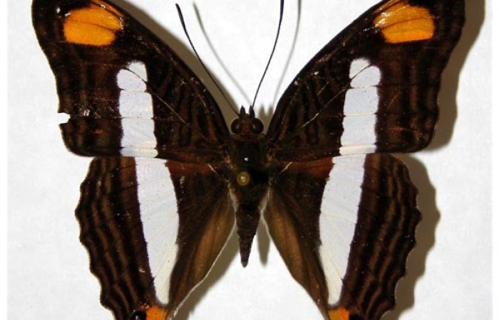 Fig.11 Adulto <i>Adelpha basiloides</i>, Nymphalidae, macho mostrando la parte dorsal.Voucher: 81-SRNP-880.3-DHJ317384.