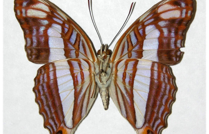 Fig.12 Adulto <i>Adelpha basiloides</i>, Nymphalidae, macho mostrando la parte ventral.Voucher: 81-SRNP-880.3-DHJ317385.