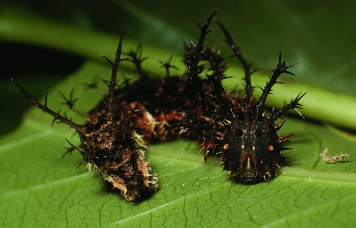 Fig.13 Larva <i>Adelpha basiloides</i>, Nymphalidae, estadío Ultimo, se alimenta <i>Alibertia edulis</i>, (Rubiaceae), cabeza. Voucher: 01-SRNP-16114-DHJ60646.jpg.