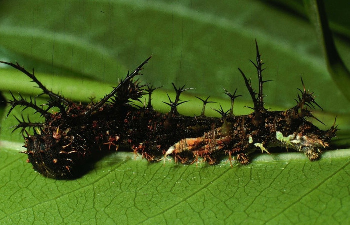 Fig.14 Larva <i>Adelpha basiloides</i>, Nymphalidae, estadío Ultimo, se alimenta <i>Alibertia edulis</i>, (Rubiaceae), lateral entero. Voucher: 01-SRNP-16114-DHJ60657.jpg.