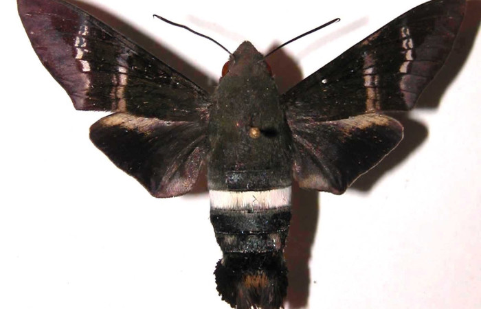 Fig.15 Adulto <i>Aellopos fadus</i>, Sphingidae, hembra mostrando la parte dorsal.Voucher: 03-SRNP-2351-DHJ37962.