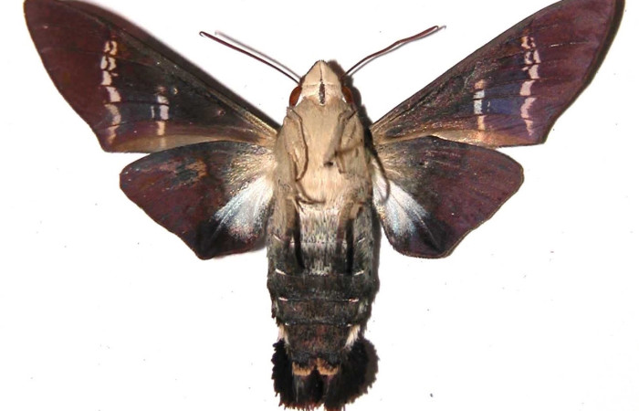 Fig.16 Adulto <i>Aellopos fadus</i>, Sphingidae, hembra mostrando la parte ventral.Voucher: 03-SRNP-2351-DHJ37963.