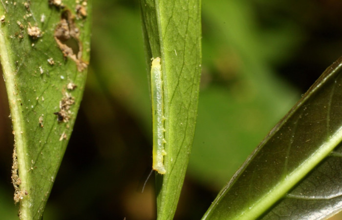 Fig.17 Larva <i>Aellopos fadus</i>, Sphingidae, Primer estadío, se alimenta <i>Alibertia edulis</i>, (Rubiaceae). Voucher: 11-SRNP-12152-DHJ481052.jpg.