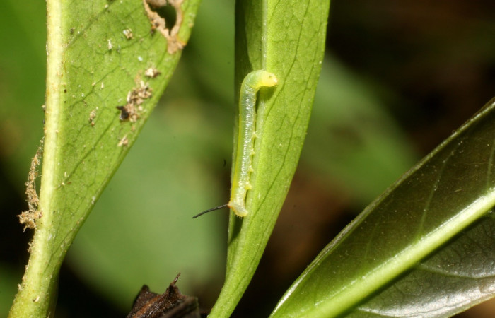 Fig.18 Larva <i>Aellopos fadus</i>, Sphingidae, Primer estadío, se alimenta <i>Alibertia edulis</i>, (Rubiaceae). Voucher: 11-SRNP-12152-DHJ481053.jpg.
