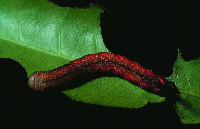 Fig.19 Larva <i>Aellopos fadus</i>, Sphingidae, Ultimo estadío, se alimenta <i>Alibertia edulis</i>, (Rubiaceae), dorsal entero. Voucher: 82-SRNP-295.3-DHJ4026.jpg.