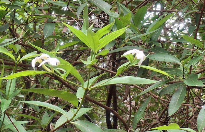 Fig. 1 Planta <i>Alibertia edulis</i>, (Rubiaceae), con flores blancas, Sector el Hacha, Agua Buena , ACG. Foto, 9 Junio 2026, Elieth Cantillano.