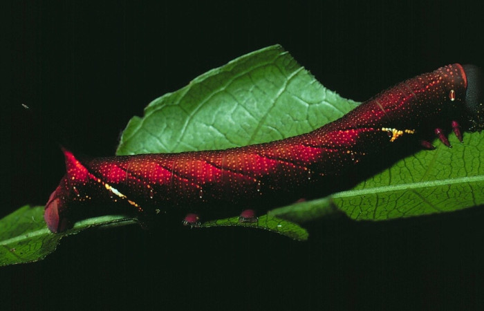 Fig.20 Larva <i>Aellopos fadus</i>, Sphingidae, Ultimo estadío, se alimenta <i>Alibertia edulis</i>, (Rubiaceae), lateral entero. Voucher: 82-SRNP-295.3-DHJ4029.jpg.