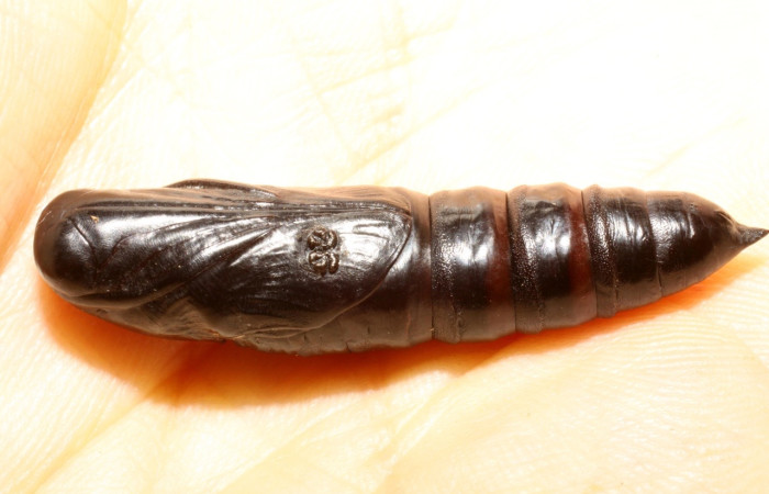 Fig.21 Pupa parasitada <i>Aellopos fadus</i>, Sphingidae, Belvosia Woodley07E, Exoristinae, Tachinidae. Voucher: SRNP-12897-DHJ475112.jpg.