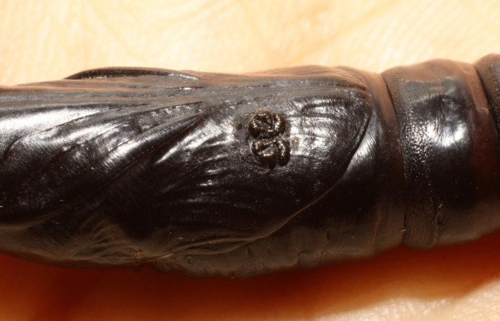 Fig.22 Pupa parasitada <i>Aellopos fadus</i>, Sphingidae, Belvosia Woodley07E, Exoristinae, Tachinidae. Voucher: 10-SRNP-12897-DHJ475115.jpg.