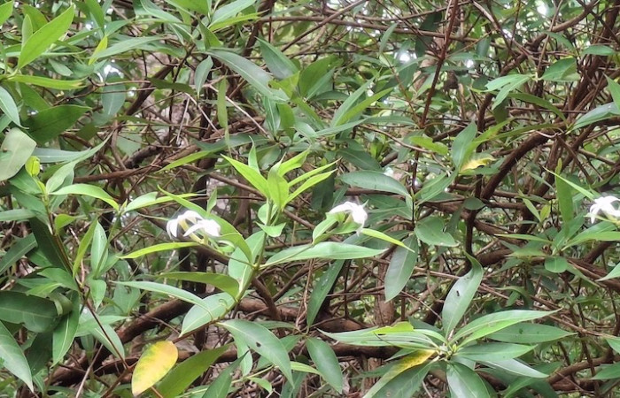 Fig. 3 Planta <i>Alibertia edulis</i>, (Rubiaceae), con flores blancas. Sector el Hacha, Agua Buena, ACG. Foto, 9 Junio 2026, Elieth Cantillano.