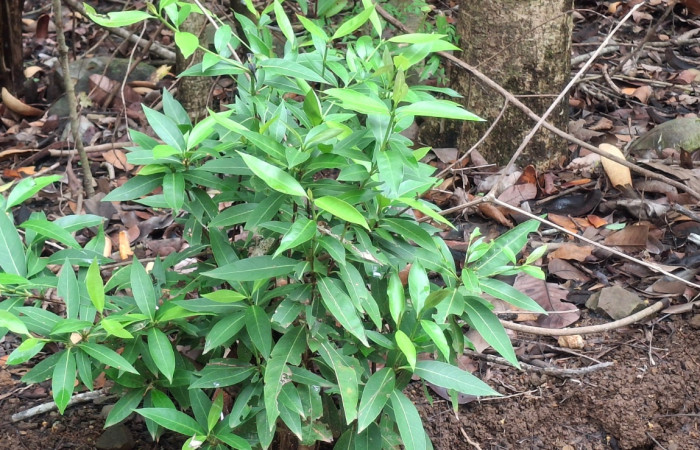 Fig. 4 Planta <i>Alibertia edulis</i>, (Rubiaceae). Sector el Hacha, Agua Buena, ACG. Foto, 9 Junio 2026, Elieth Cantillano.