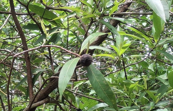 Fig. 5 Planta con fruto café <i>Alibertia edulis</i>, (Rubiaceae). Sector el Hacha, Agua Buena, ACG. Foto, 9 Junio 2026, Elieth Cantillano.