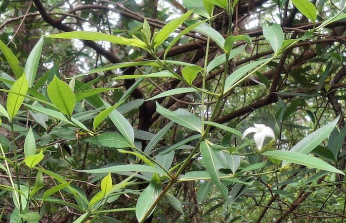 Fig. 6 Planta <i>Alibertia edulis</i>, (Rubiaceae), con flores blancas. Sector el Hacha, Agua Buena, ACG. Foto, 9 Junio 2026, Elieth Cantillano.