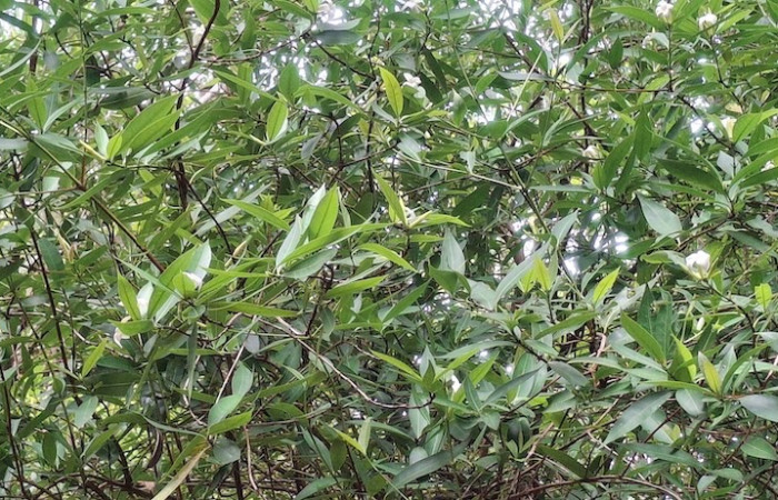 Fig. 7 Planta <i>Alibertia edulis</i>, (Rubiaceae), Sector el Hacha, Agua Buena, ACG. Foto, 9 Junio 2026, Elieth Cantillano.