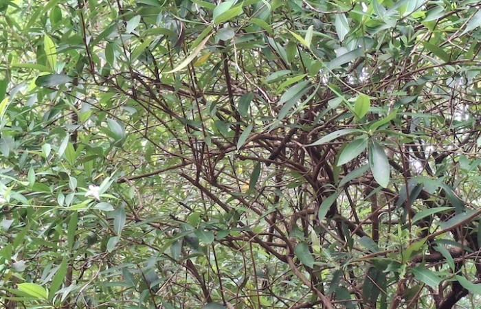 Fig. 8 Planta <i>Alibertia edulis</i>, (Rubiaceae), entrelazadas ramas con ramas. Comunidad de Quebrada Grande, cerca de ACG. Foto 9 Junio 2026, Elieth Cantillano.