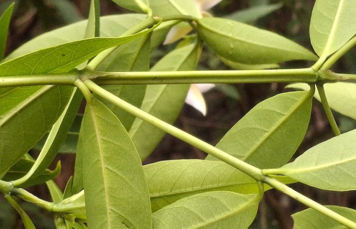 Fig. 9 Planta <i>Alibertia edulis</i>, (Rubiaceae), mostrando envés de la hoja, Sector el Hacha, Agua Buena, ACG. Foto, 9 Junio 2026, Elieth Cantillano.