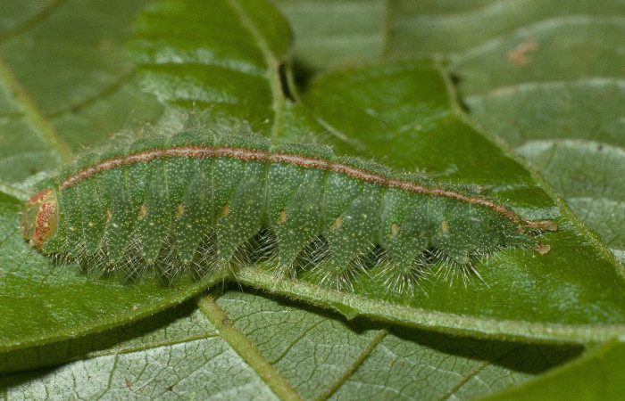 Fig. 2. Larva de <i>Rhogalia epigena</i> (Notodontidae), comiendo <i>Inga oerstediana</i> (Fabaceae), oruga con los mismos patrones de oruga <i>Rhogalia</i> thestiaICG02. Voucher: 02-SRNP-1440-DHJ87782.jpg