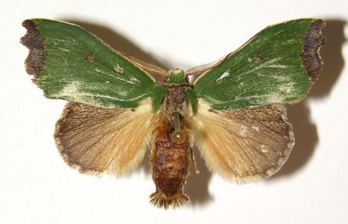 Fig.13. Macho de <i>Rhogalia</i> thestiaICG02 (Notodontidae), en sus alas anteriores posee un color verde con con el ápice alar negro, en sus alas posteriores un color grisaceo. Machos y hembras presentan la misma coloración Voucher: 02-SRNP-1442-DHJ300784.jpg