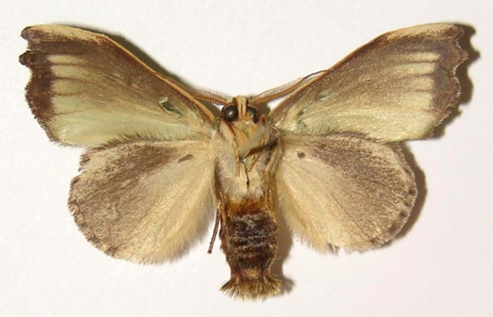 Fig.14. Macho de <i>Rhogalia</i> thestiaICG02 (Notodontidae), vista ventral con una coloración grisacea similar a l de las hembra en ambas especeies.Voucher: 02-SRNP-1442-DHJ300785.jpg