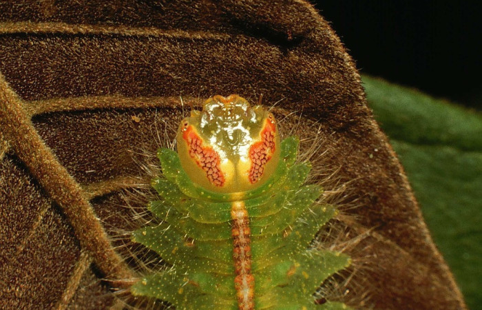 Fig. 4. Detalle cabeza de  <i>Rhogalia epigena</i> (Notodontidae), posee manchas en cabeza color naranja con áreas de color beige al igual quelas orugas de <i>Rhogalia</i> thestiaICG02. Voucher: 02-SRNP-2102-DHJ64712.jpeg