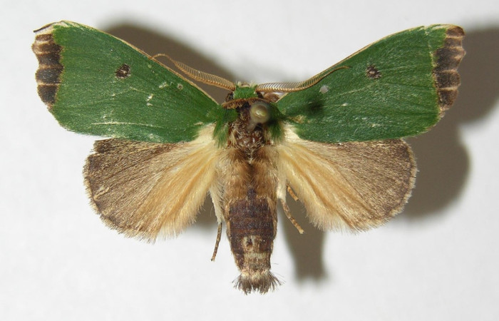 Fig. 6 Macho de <i>Rhogalia epigena</i> (Notodontidae),  oruga no presenta dimorfismo sexual adiferiencia de la hembra su abdomen es mas delgado. Voucher: 07-SRNP-24222-DHJ385712.jpeg
