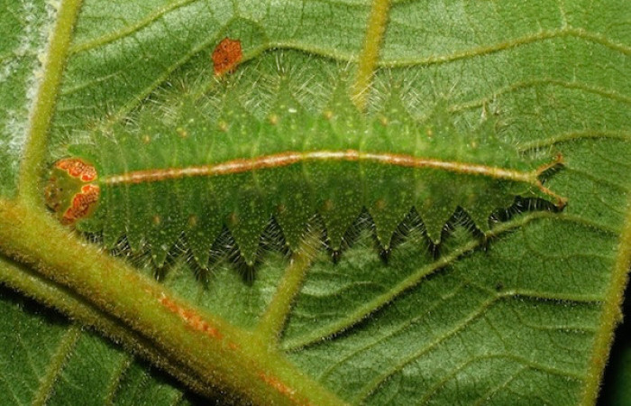 Fig. 7. Larva de <i>Rhogalia</i> thestiaICG02 (Notodontidae), comiendo <i>Inga oerstediana</i> (Fabaceae), oruga en último estadío larval. Voucher: 07-SRNP-33253-DHJ430198.jpg