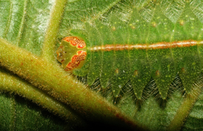 Fig. 10. Detalle de la cabeza <i>Rhogalia</i> thestiaICG02 (Notodontidae), patrones que se encuentran en las orugas de <i>Rhogalia  epigena<i>. Voucher: 07-SRNP-33253-DHJ430200.jpeg