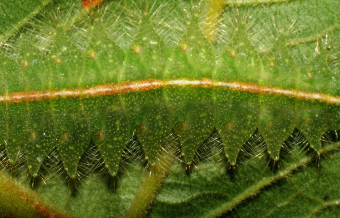 Fig. 9. Detalle de las proyecciones en los laterales  <i>Rhogalia</i> thestiaICG02 (Notodontidae), oruga que mimetiza las orugas de género <i>Euprosterna</i> (Limacodidae). Voucher: 07-SRNP-33253-DHJ430201.jpeg